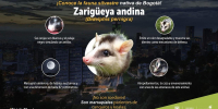 Zarigüeya andina