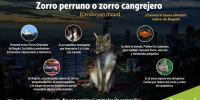 Zorro perruno