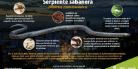 Serpiente sabanera