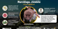 Murciélago chimbilá