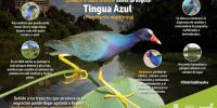 Tingua azul