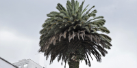 Palma Fenix - Phoenix canariensis