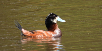 Pato-turrio-Oxyura-jamaicensis