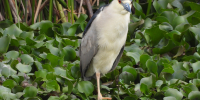 Garza nocturna - (Nycticorax nycticorax)