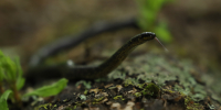 Culebra Sabanera presente en los ecosistemas de Usme