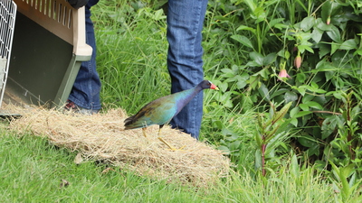 Investigación ambiental