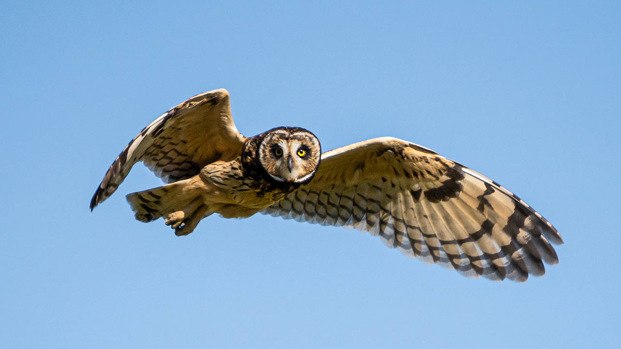 Imagen de Especie