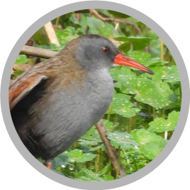 Especies con algún grado de amenaza