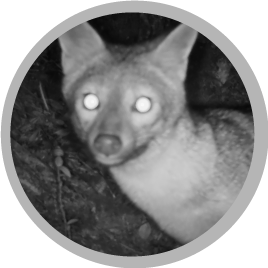 Monitoreo de fauna silvestre 2023