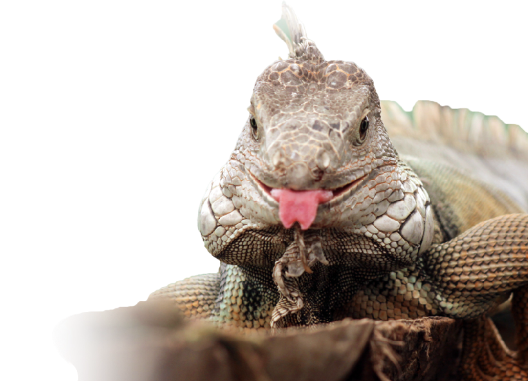 Iguana