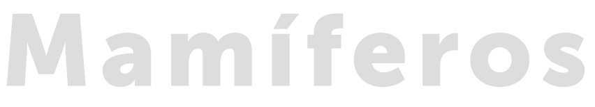 Mamíferos