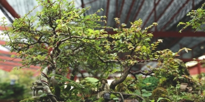 nota-exposicion-de-bonsai-20-03-2019.jpg