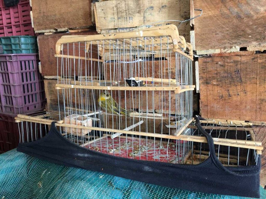 Foto SDA aves rescatadas