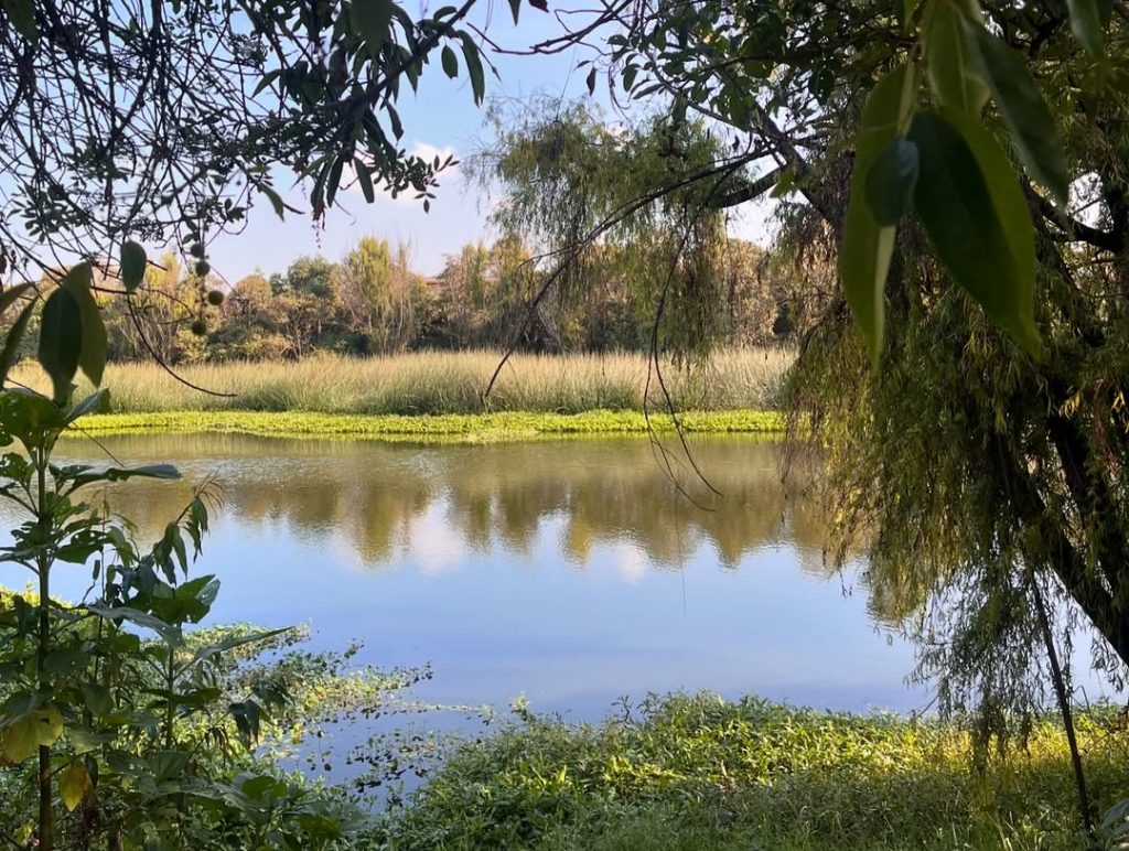 🌿 Postales de dos de nuestras 17 reservas de humedales en Bogotá- La Vaca y Salitre. 🌿Conoce u (2)