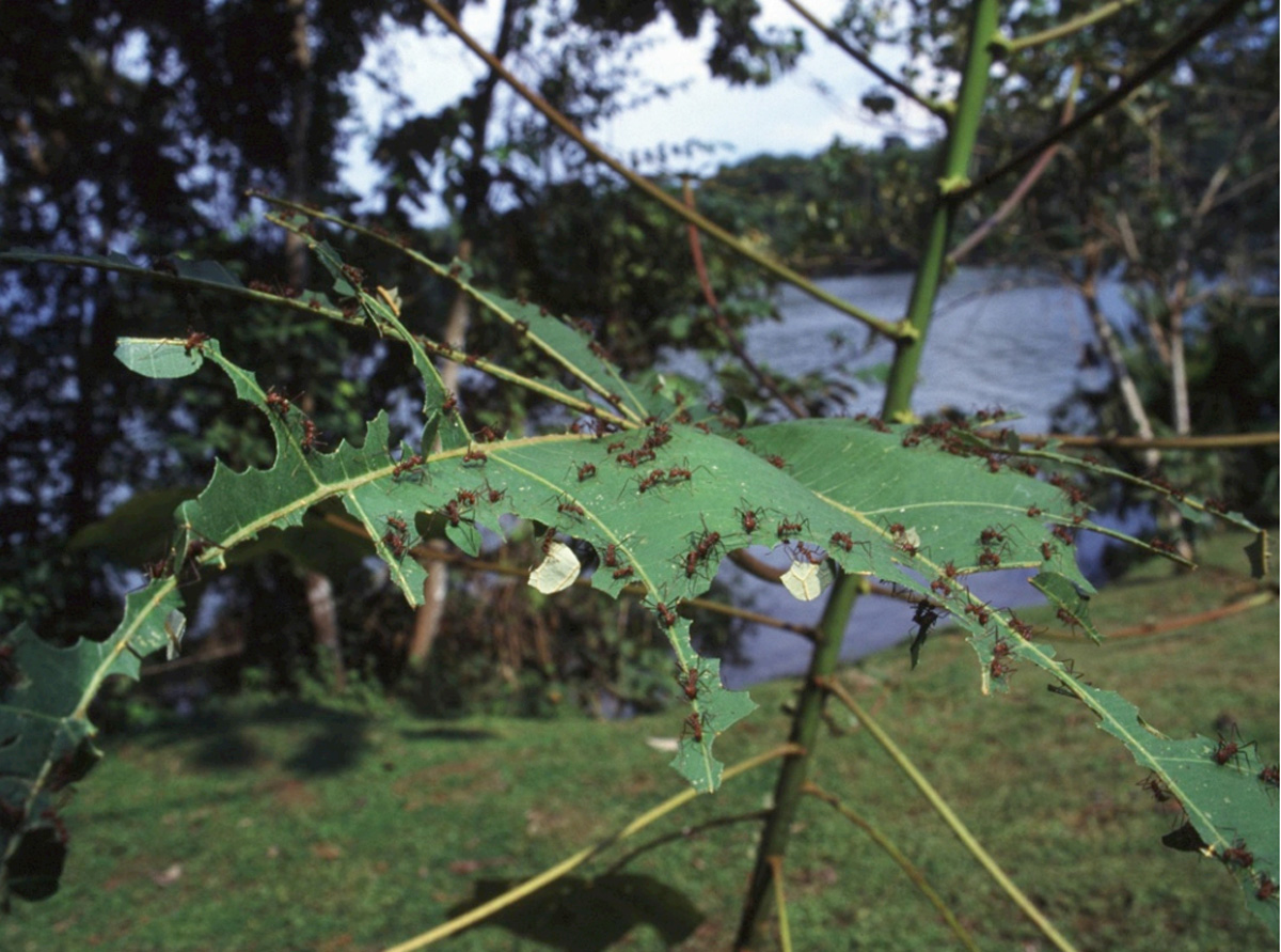 Hormiga arriera: Especie que se alimenta de las hojas de las plantas. 