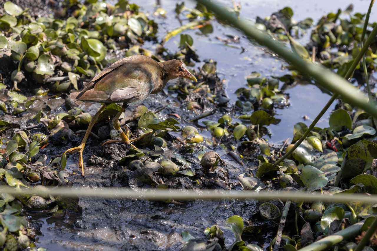 Secretaría de Ambiente liberó más de 30 tinguas en los humedales de Bogotá  » Observatorio Ambiental de Bogotá