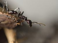Hormiga: Especie de insecto