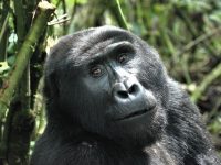 Gorila de montaña (Gorilla beringei beringei) en el Parque Nacional del Bosque Impenetrable de Bwindi, Uganda
