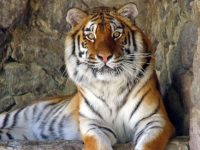 Tigre del zoológico de Kiev : Foto Zoo Kiev