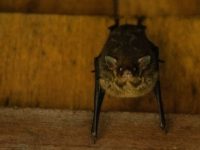 Los murciélagos cumplen un papel fundamental como polinizadores y dispersores de semillas. Foto UNAL