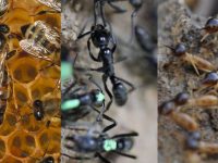 Insectos inspiran diseño de software de robots. Fotos National Geographic