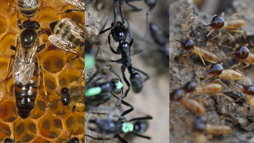 Insectos inspiran diseño de software de robots. Fotos National Geographic