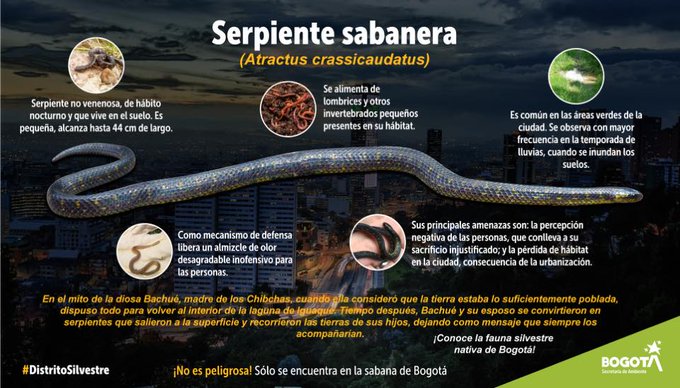 Serpiente Sabanera. Foto SDA