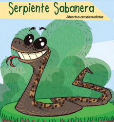 Serpiente Sabanera, Caricatura SED