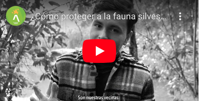 ¿Cómo proteger a la fauna silvestre?