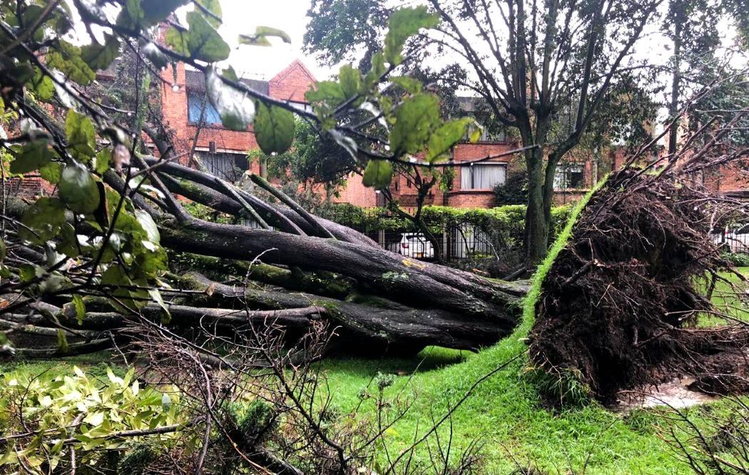 Árbol caído. Emergencia Ambiental. Foto Alcaldía Mayor de Bogotá
