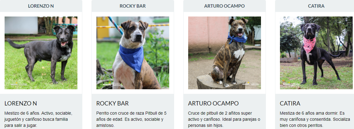 Adopción de perros y gatos en Bogotá. Captura IDPYBA