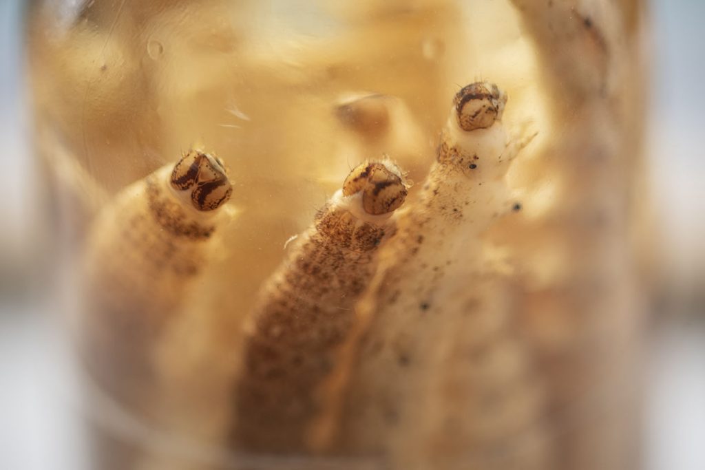 Larvas: Foto UNAL