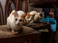 Adopción de gatos: Foto IDPYBA