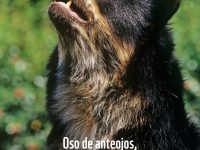Día Internacional de la Protección del Oso. Foto Oso Andino WWF Colombia