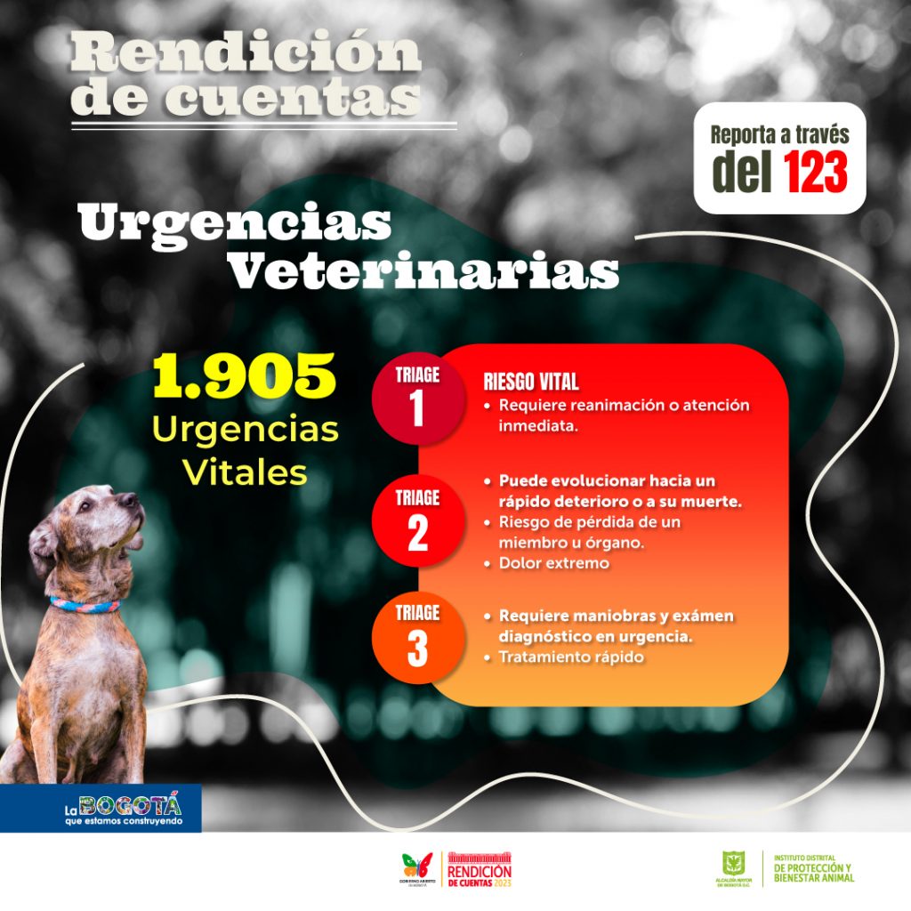 Cifras de urgencias veterinarias: Pieza IDPYBA