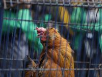 En Bogotá la venta de animales vivos está prohibida en plazas de mercado. Foto IDPYBA