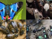 Insectos: Fotos UNAL y Jasbleady Castañeda OAB.