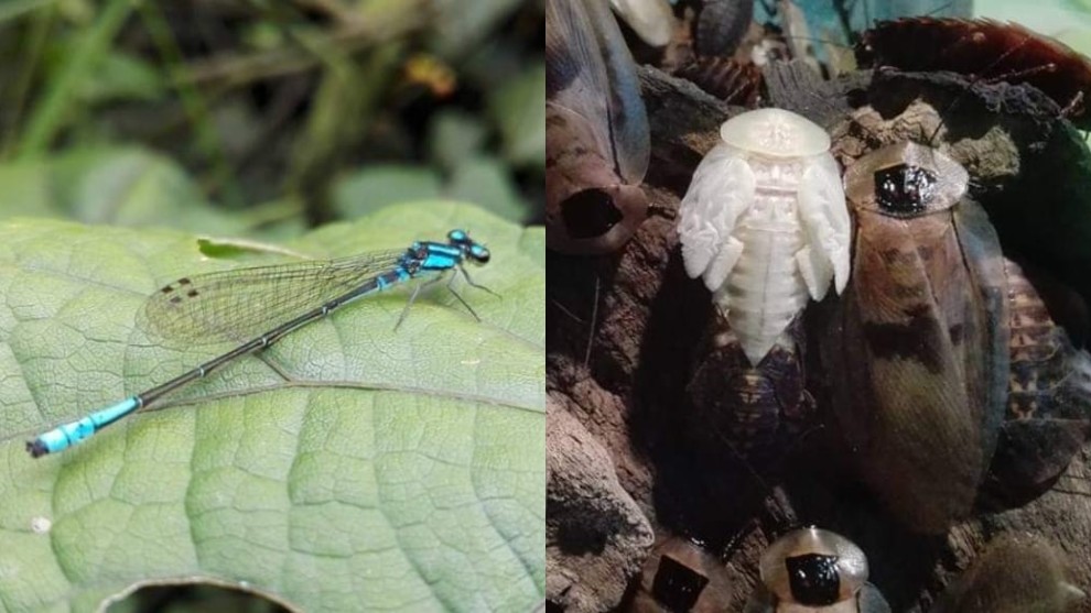 Insectos amados u odiados en Colombia: Fotos Jasbleady Castañeda .