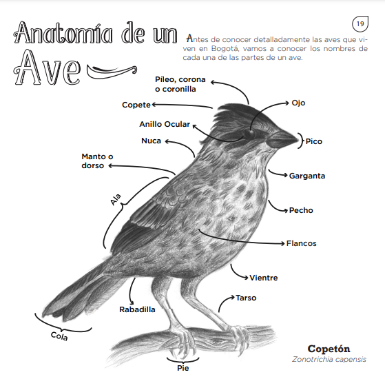 Libro para colorear sobre aves en Bogotá: Anatomía de un copetón. Autor: La Zarigüeya lectora.