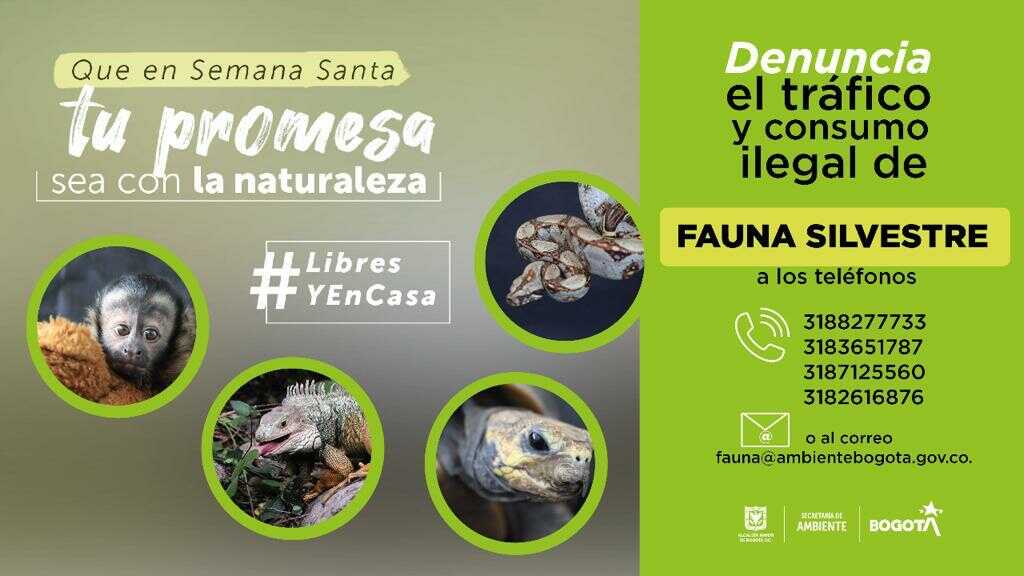 Tráfico de fauna en Bogotá. Pieza SDA