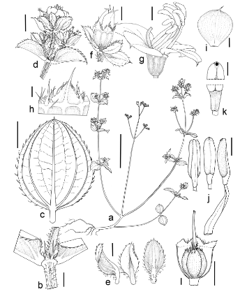 Chaetolepis sumapacensis, nueva especie de flora. Foto Revista raccefyn.co