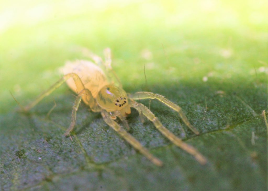 Anyphaenidae (arañas fantasma) . Foto SER