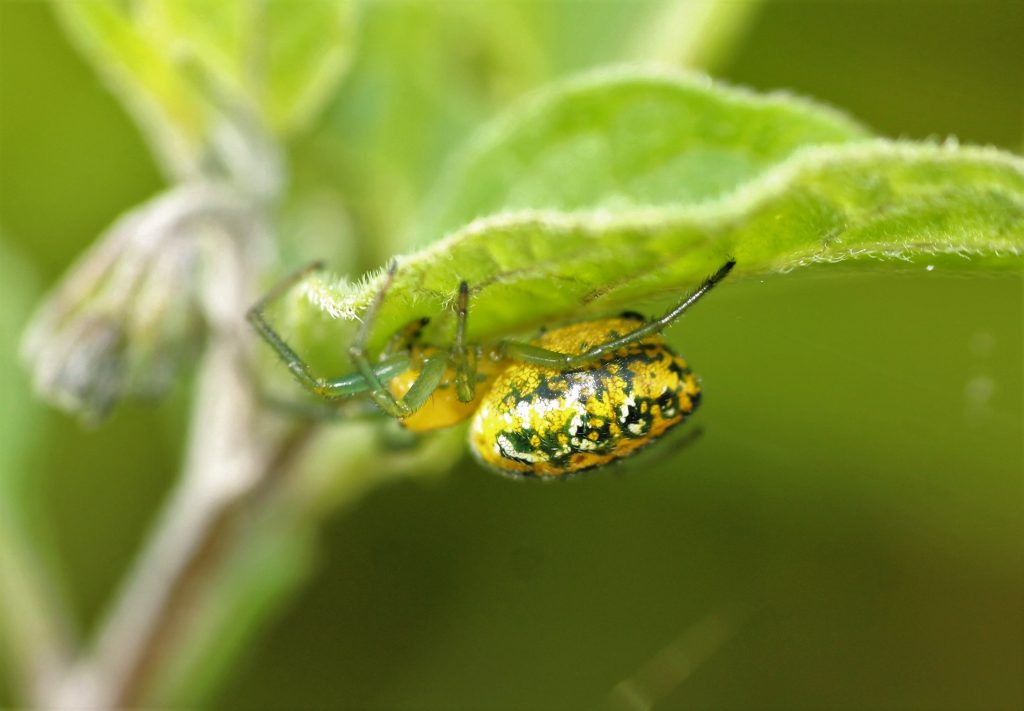 Araneidae (arañas de telas orbiculares) : Foto SER