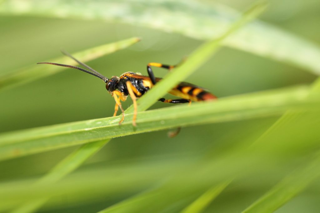 Ichneumonidae (avispas ichneumonidas) . Foto SER