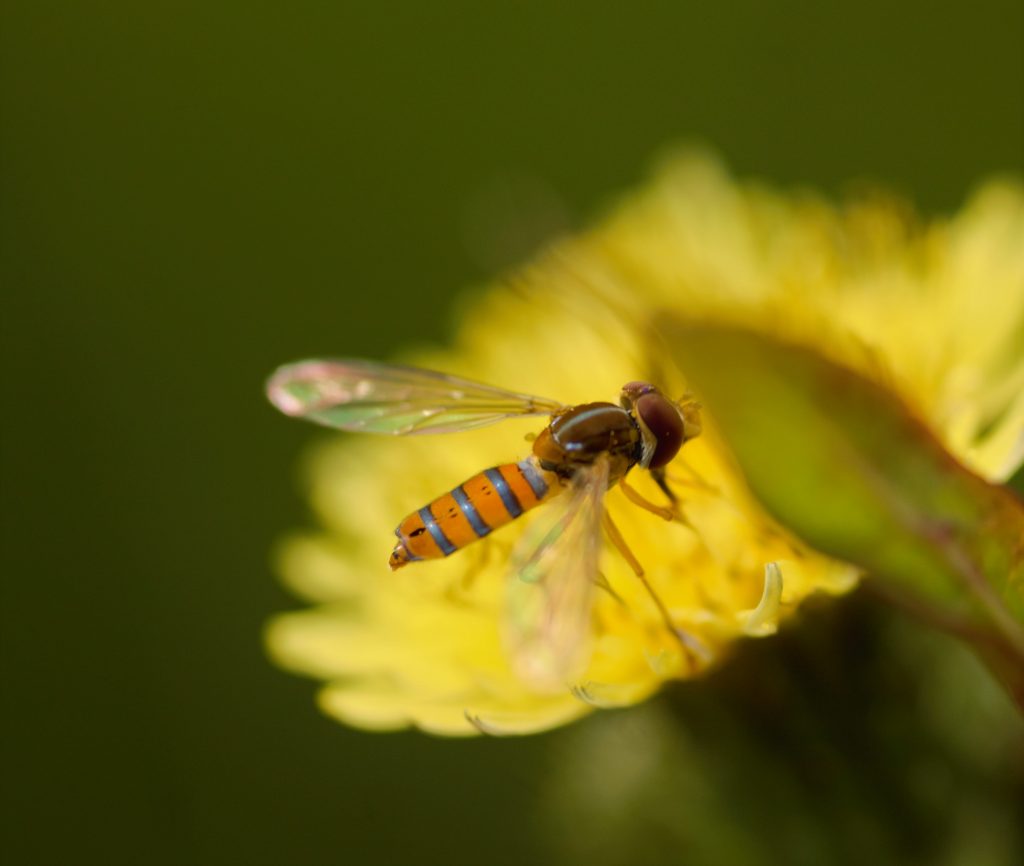 Syrphidae (moscas de las flores) . Foto SER