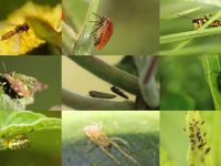 Insectos y artrópodos en Bogotá: Fotos SER