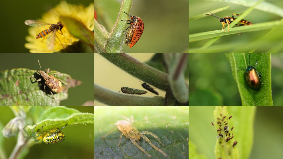 Insectos y artrópodos en Bogotá: Fotos SER