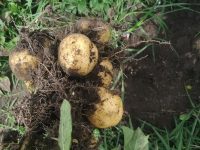 Productos cosechados : Foto Huerta Wayra