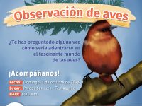 Avistamiento de aves en Bogotá: Pieza Idpyba