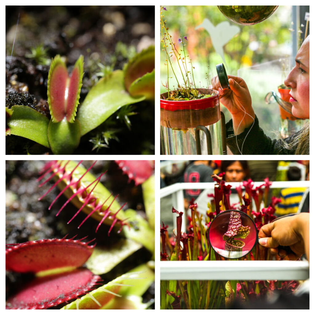 ¡Déjate atrapar! por la quinta exposición de plantas carnívoras en el Jardín Botánico de Bogotá